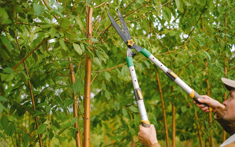 Tree trimming in Kenmare, ND