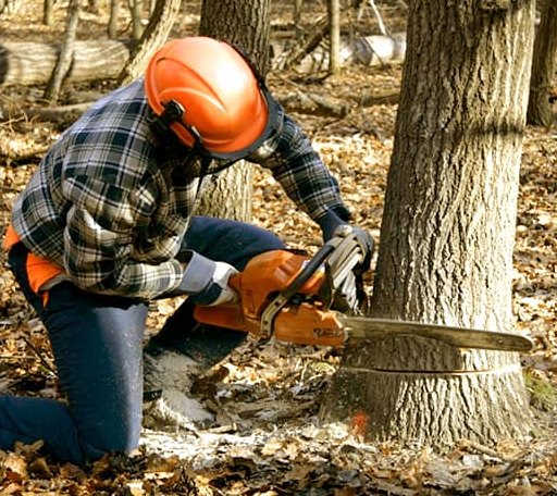 Tree Removal in Kenmare, ND